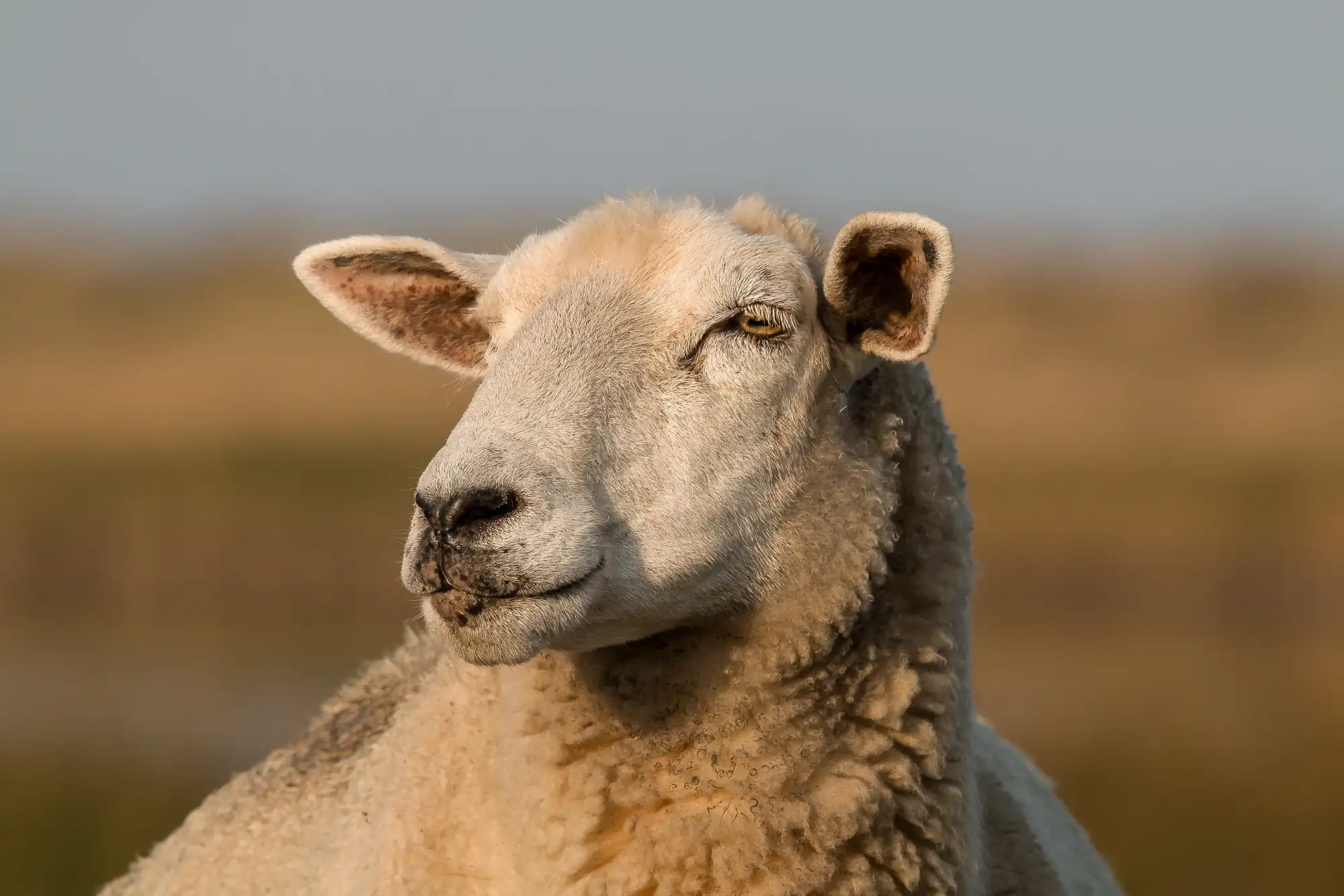 boucherie traiteur éguilles, délices & co, boeuf, porc, veau, vollaile