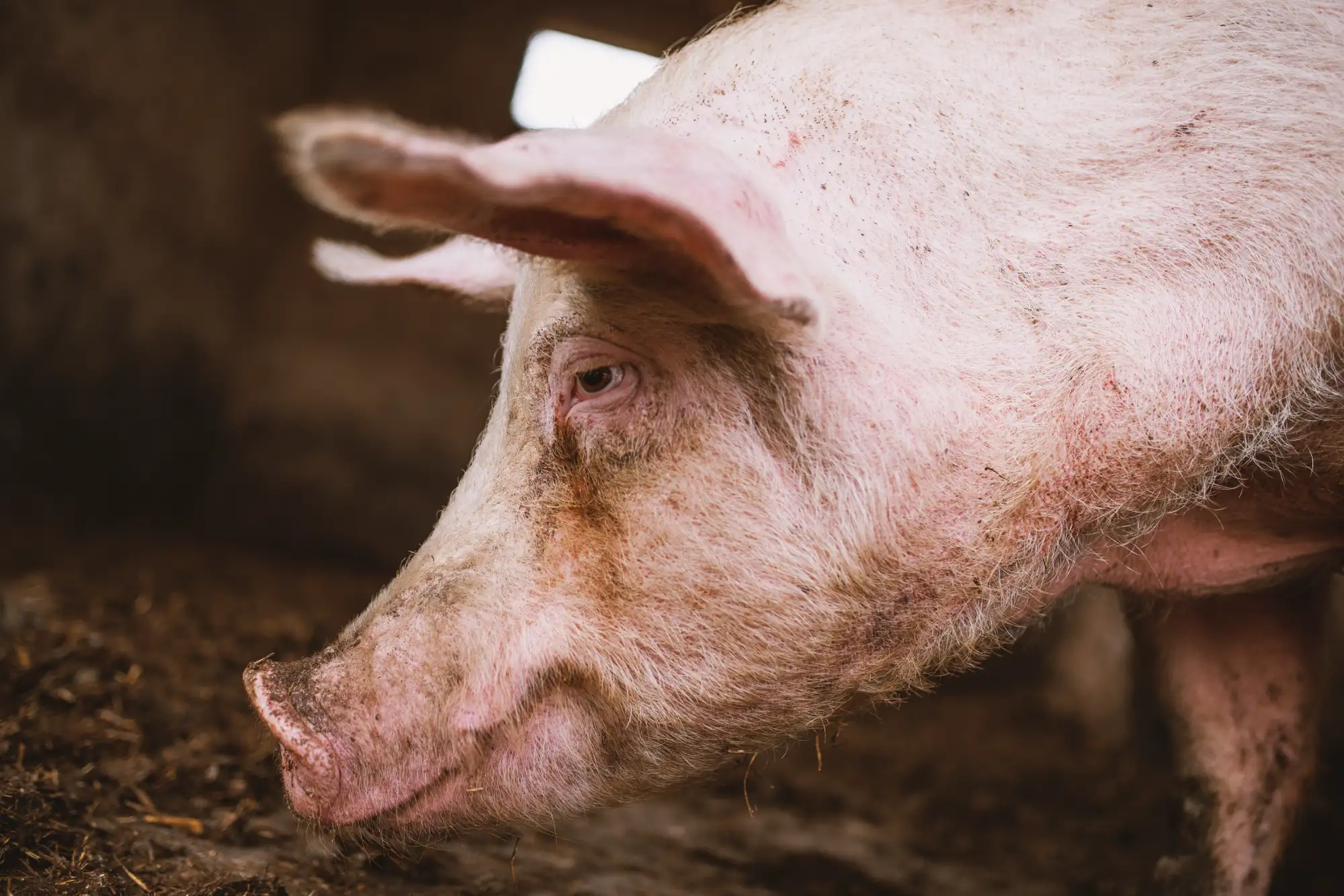 porc